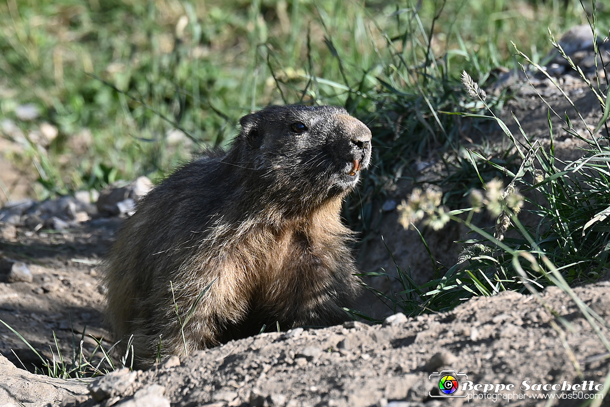 VBS_1 -  Plateau du Mont-Cenise, Grand Croix, Marmotte_-_0077 mt.jpg